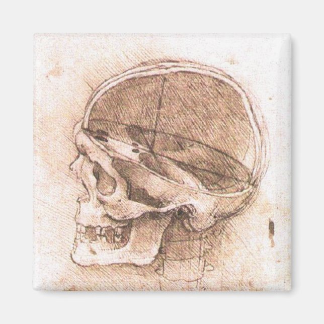 Imán Leonardo da Vinci Bella Artes de anatomía craneal (Frente)