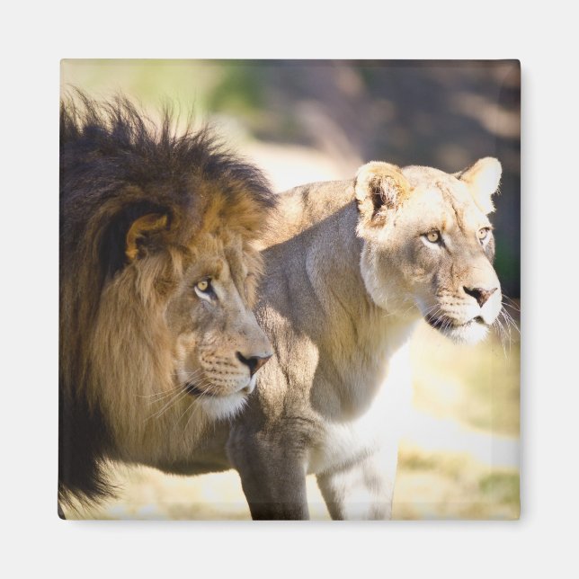 Imán Leones (Frente)