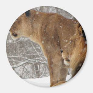 Imán Leones