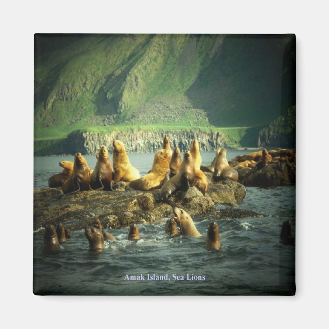 Imán Leones del Mar de la Isla Amak (Frente)