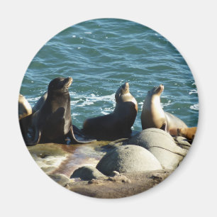 Imán Leones del mar de San Diego