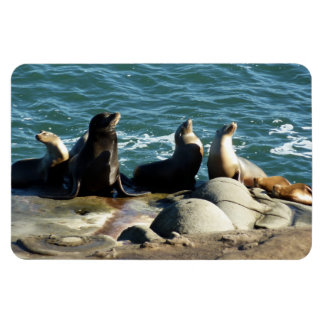 Imán Leones del mar de San Diego