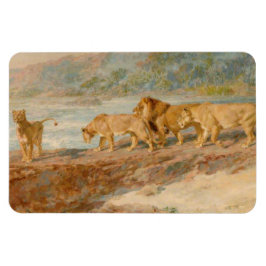 Imán Leones en la ribera de un río africano