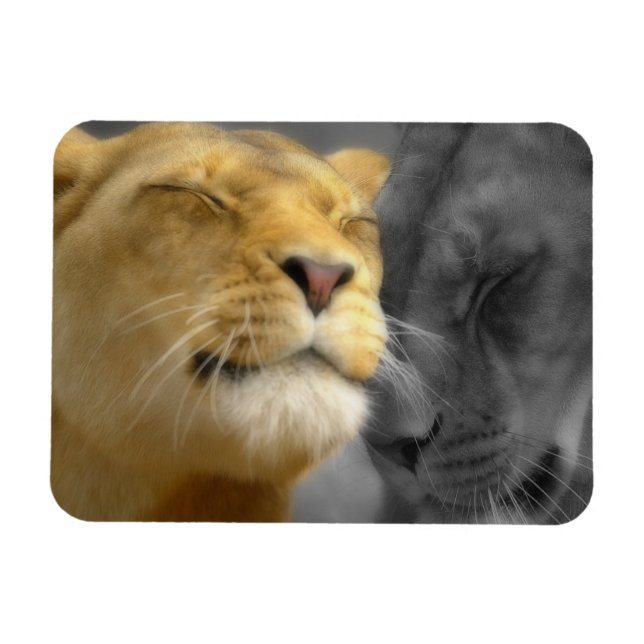 Imán Leones enamorados (Horizontal)