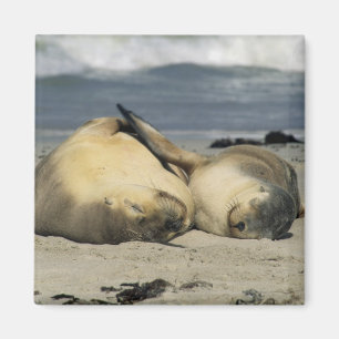 Imán Leones marinos australianos, Neophoca cinerea),