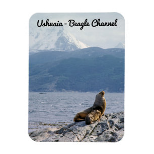 Imán Leones marinos en el canal de Beagle - Argentina