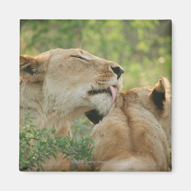 Imán Leones, Panthera leo grooming, Sudáfrica (Frente)