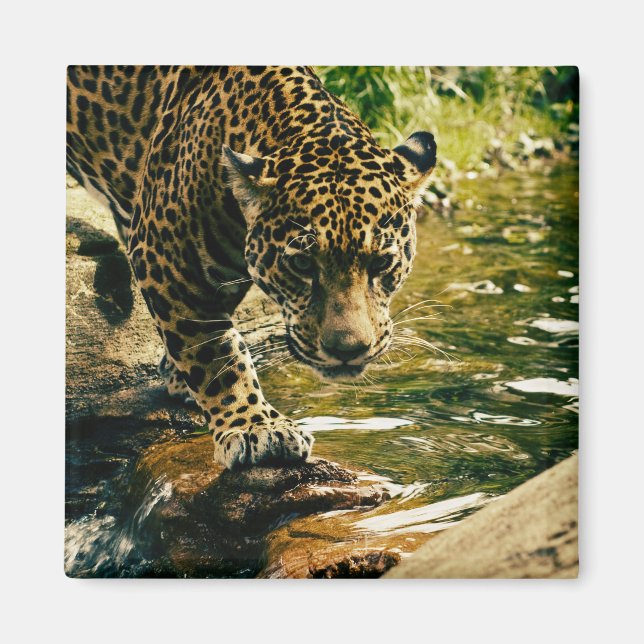 Imán Leopard Crossing a Stream Photograph (Frente)