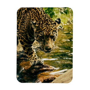 Imán Leopard cruzando una fotografía de streaming