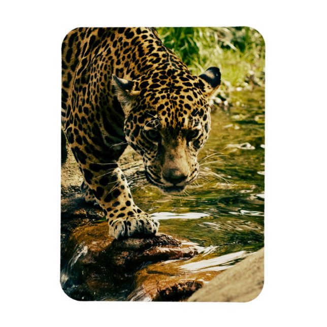 Imán Leopard cruzando una fotografía de streaming (Vertical)