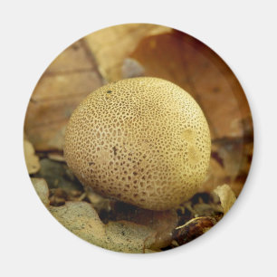 Imán Leopard Earthball Mushroom Magnet