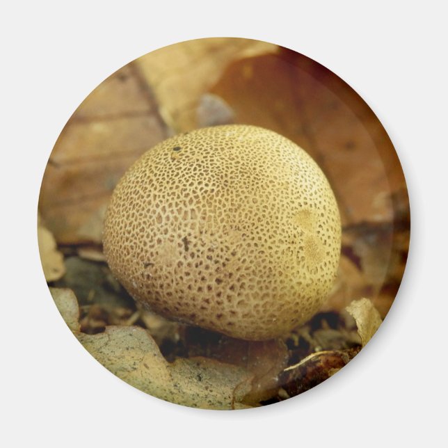 Imán Leopard Earthball Mushroom Magnet (Frente)