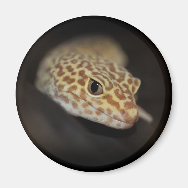 Imán Leopard Gecko Magnet (Frente)