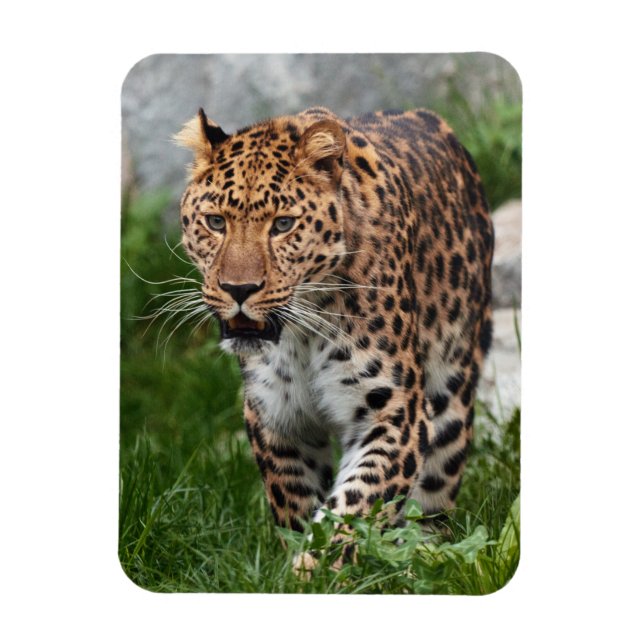 Imán Leopard Magnet (Vertical)