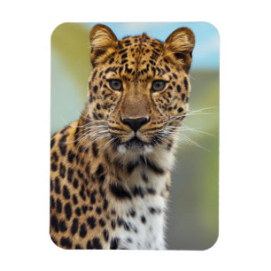 Imán Leopard Magnet