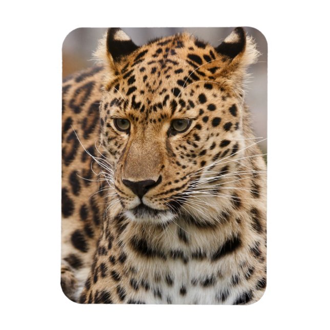 Imán Leopard Magnet (Vertical)