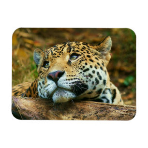 Imán Leopard Magnet