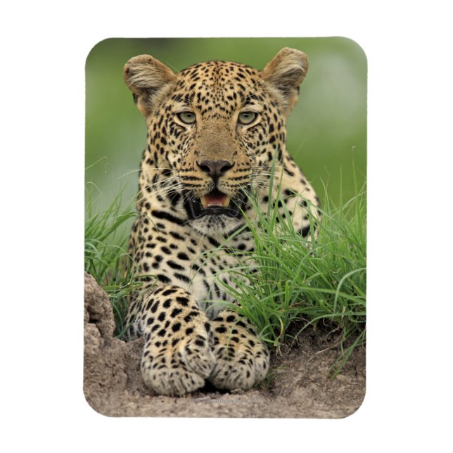 Imán Leopard, Panthera pardus, Sabi Sabi Game (Vertical)
