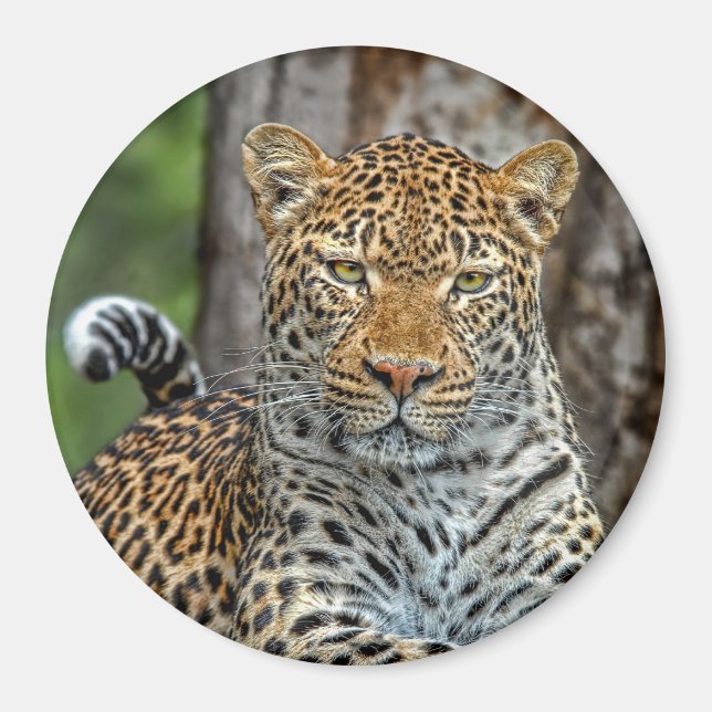 Imán Leopard Portrait Magnet (Frente)