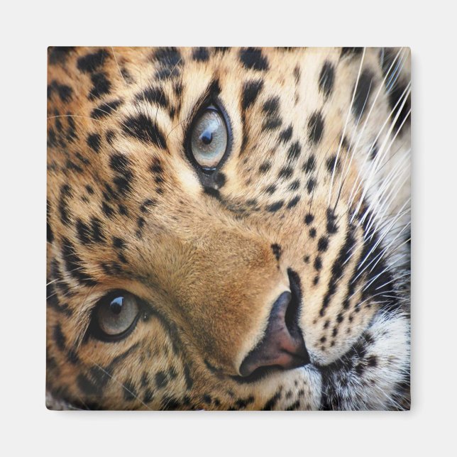 Imán Leopardo (Frente)