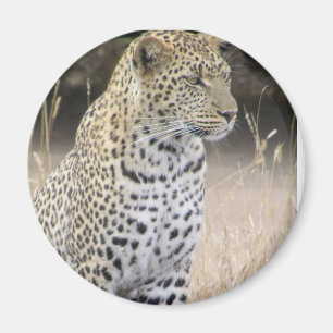 Imán leopardo