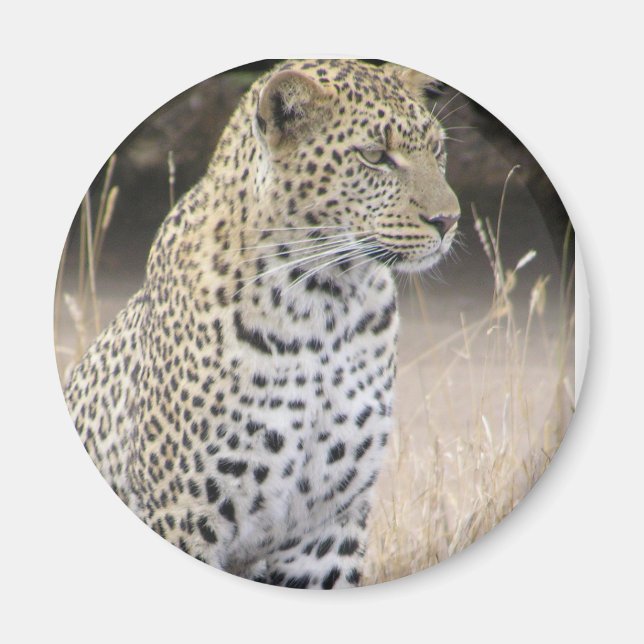 Imán leopardo (Frente)