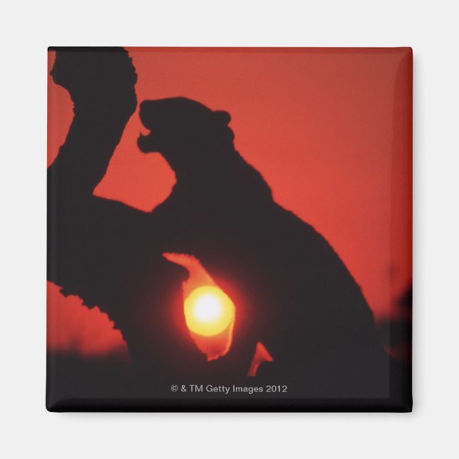 Imán leopardo (Frente)