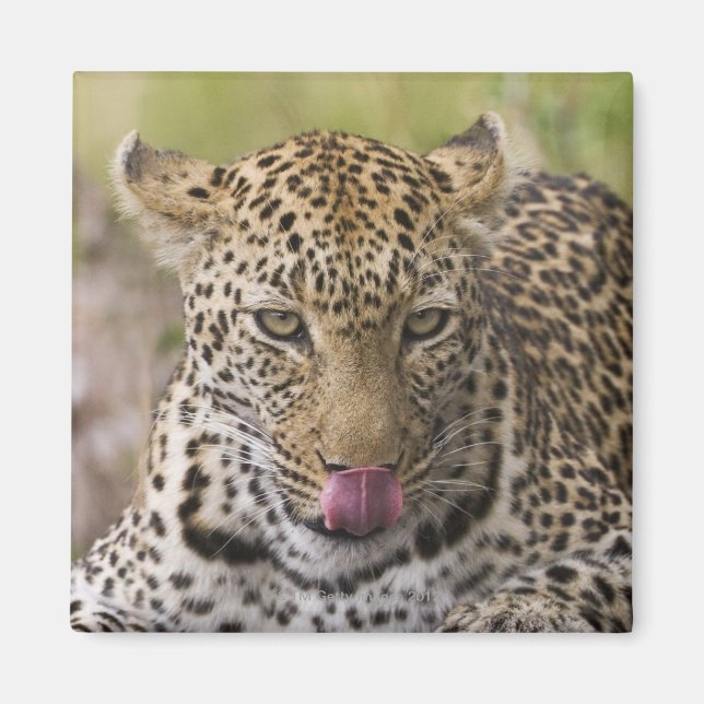 Imán Leopardo (Frente)