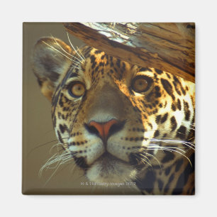 Imán leopardo 2