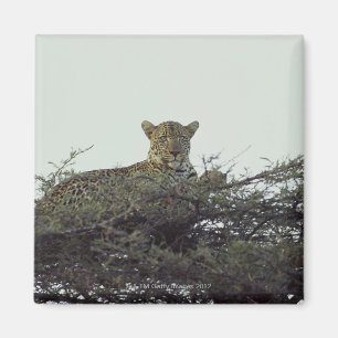 Imán Leopardo africano