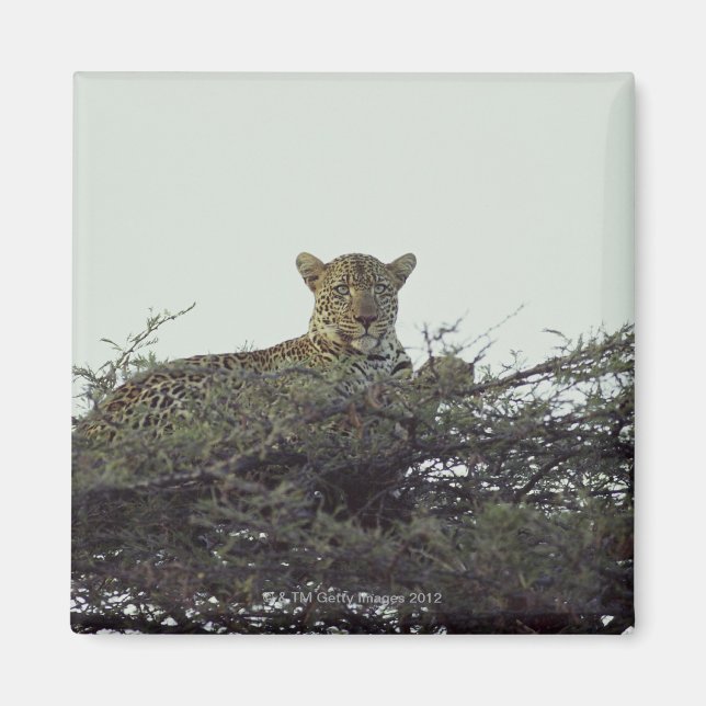 Imán Leopardo africano (Frente)