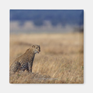 Imán Leopardo africano en prados, Kenia, África