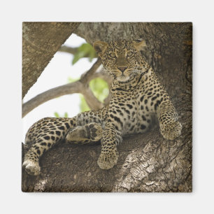 Imán Leopardo africano, Panthera pardus