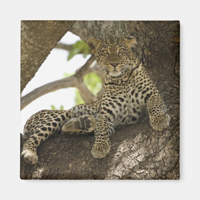 Imán Leopardo africano, Panthera pardus (Frente)