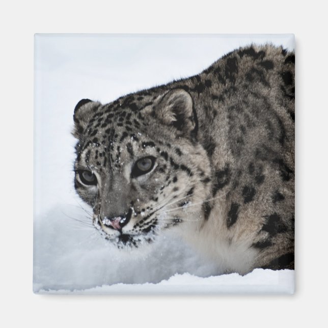 Imán Leopardo de la nieve (Frente)