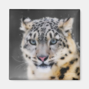 Imán Leopardo de la nieve