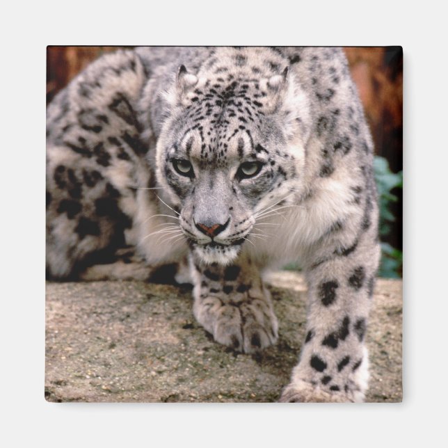 Imán Leopardo de la Nieve (Frente)