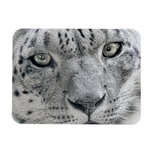 Imán Leopardo de la nieve blanca exótica