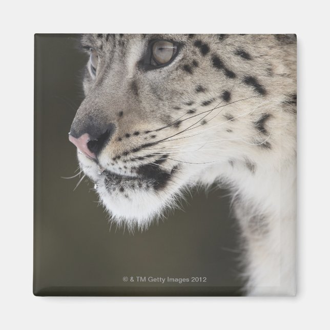 Imán Leopardo de la nieve (Uncia uncia) (Frente)
