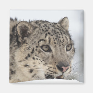 Imán Leopardo de la nieve (Uncia uncia 2)