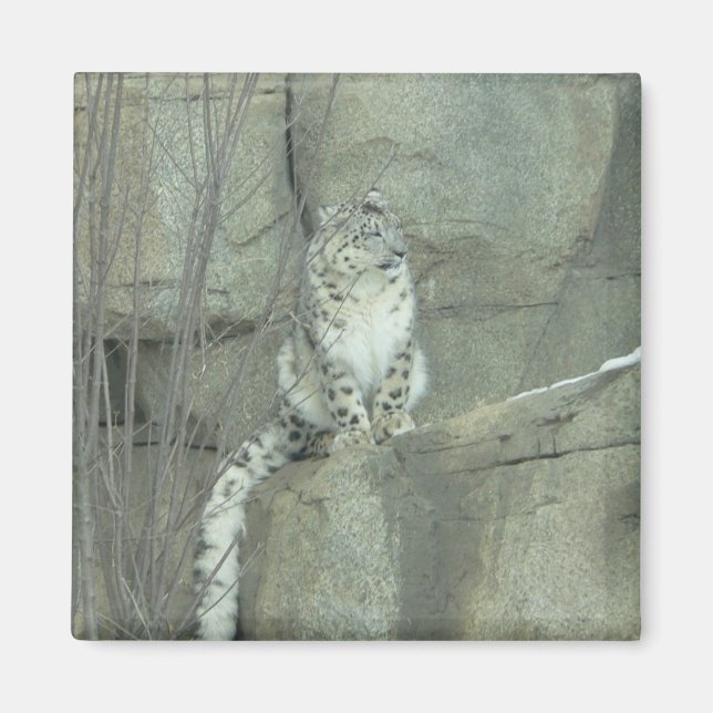 Imán leopardo de las nieves (Frente)
