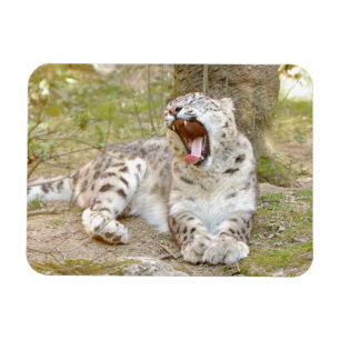 Imán Leopardo de nieve Magnet flexible Photo cat , anim