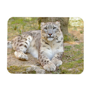 Imán Leopardo de nieve Magnet flexible Photo cat , anim