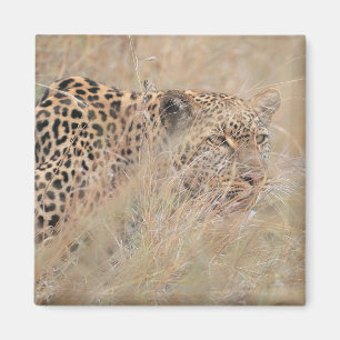 Imán Leopardo de vagabundeo que oculta en prado