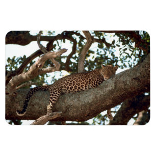 IMÁN LEOPARDO EN ÁRBOL
