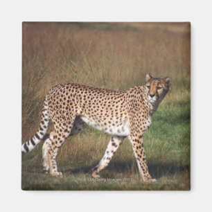 Imán Leopardo en llano