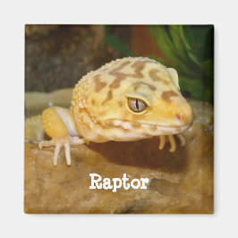 Imán Leopardo Gecko Lizard personalizado