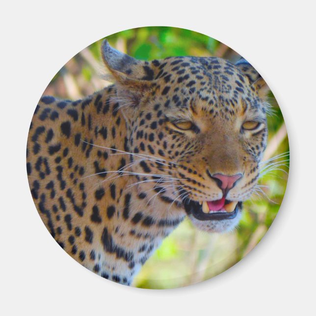 Imán Leopardo manchado (Frente)
