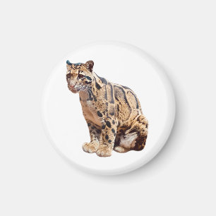 Imán leopardo nublado fotografía selva gran gato animal