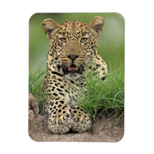 Imán Leopardo, pardus del Panthera, juego de Sabi Sabi